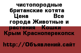 чистопородные британские котята › Цена ­ 10 000 - Все города Животные и растения » Кошки   . Крым,Красноперекопск